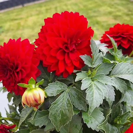 Apartment Karner Sankt Peter ob Judenburg